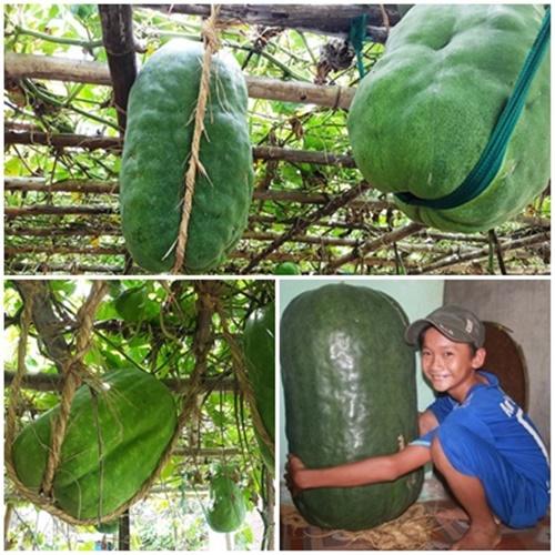 Bộ 2 Túi Hạt Giống Bí Đao Khổng Lồ Dễ Trồng. Mỗi Túi 5 Hạt Giá Khuyến Mại