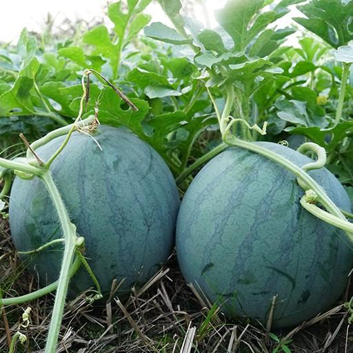 Hạt giống dưa hấu đỏ không hạt của Thái Lan ( 15 hạt )
