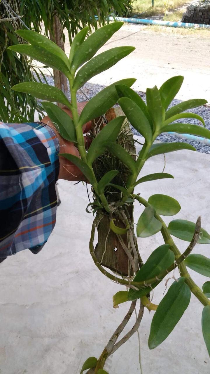 Giả hạc Hawai tím và trắng