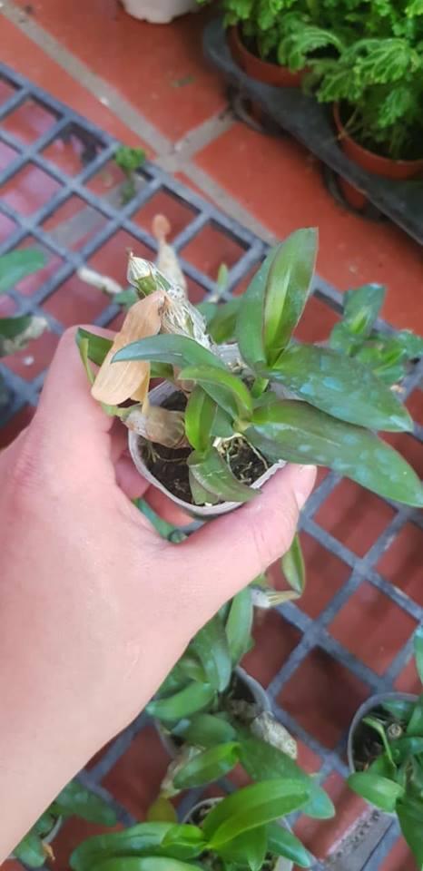 Lan Trầm sáu mắt