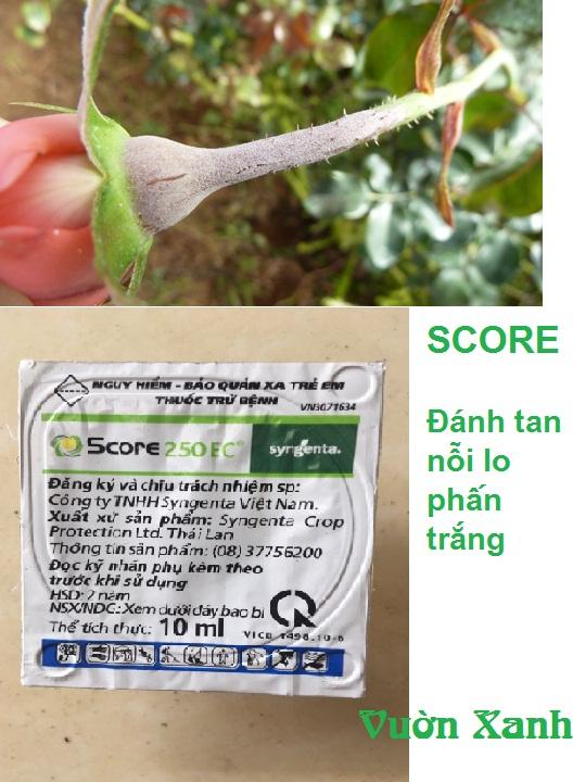 Th uốc đ ặc t rị bệnh phấn trắng, đốm lá trên hoa cây cảnh Score 250EC 10ml