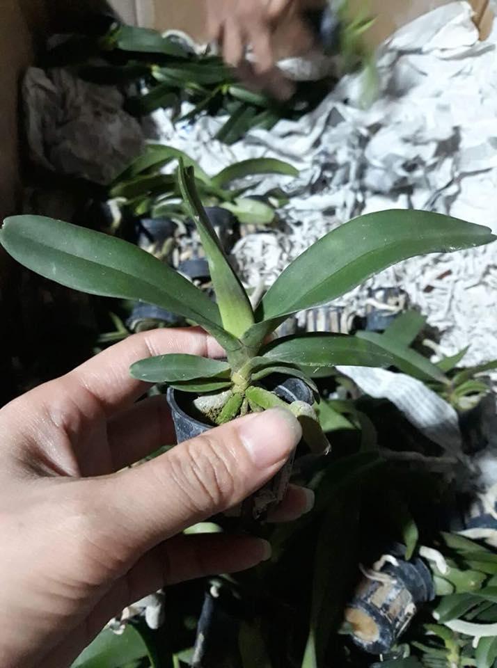 Lan giống Đai Châu Thái (combo 6 cốc 6 màu)