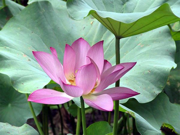 Trà Lá Sen – Giảm Cân, Hạ Mỡ Máu, An Thần