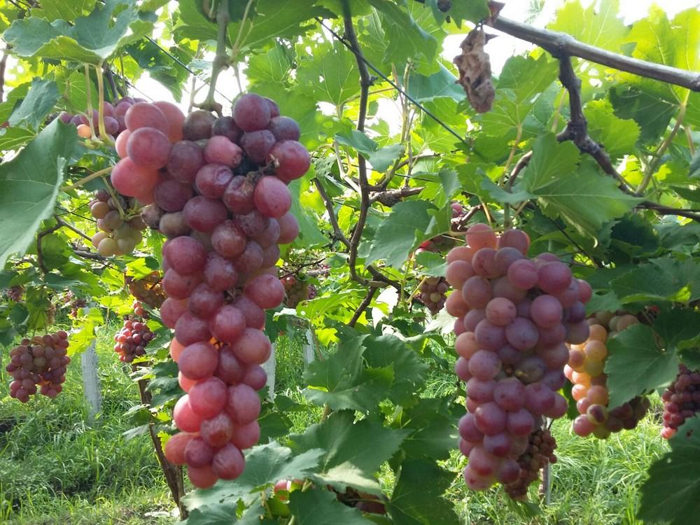 Gói 10 Hạt giống Nho pháp (tặng gói kích nẩy mầm và hướng dẫn)