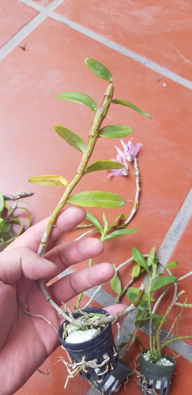 Phi điệp tím nhân kie nhiều vùng miền