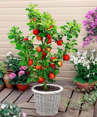 Hạt Giống Táo Đỏ Mỹ Lùn " 10 hạt "
