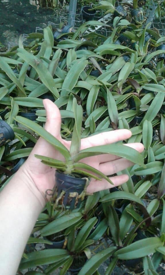 Lan giống Đai Châu Thái (combo 4 cốc 4 màu)