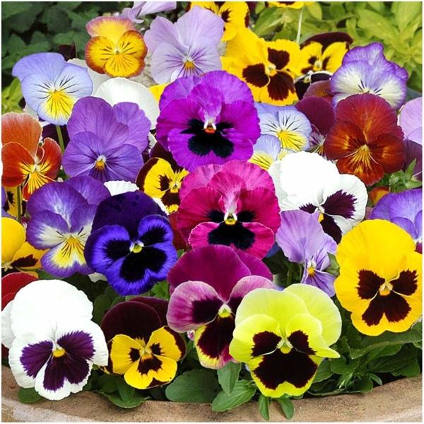 Gói 100 Hạt giống hoa Pansy Mix (tặng gói kích nẩy mầm và hướng dẫn)