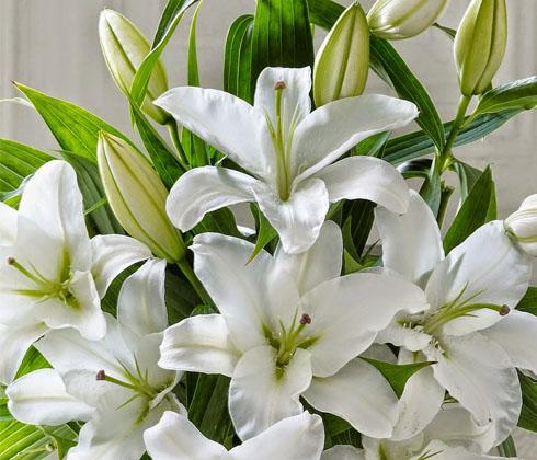 Củ giống hoa ly lùn hoa màu trắng