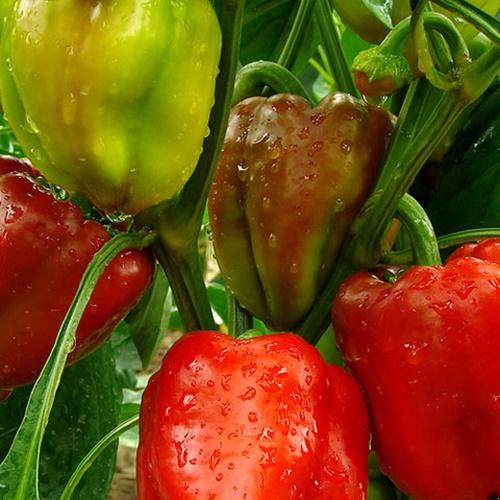 Hạt Giống Ớt Ngọt Nhiều Màu Loại Dễ Trồng. Túi 10 Hạt