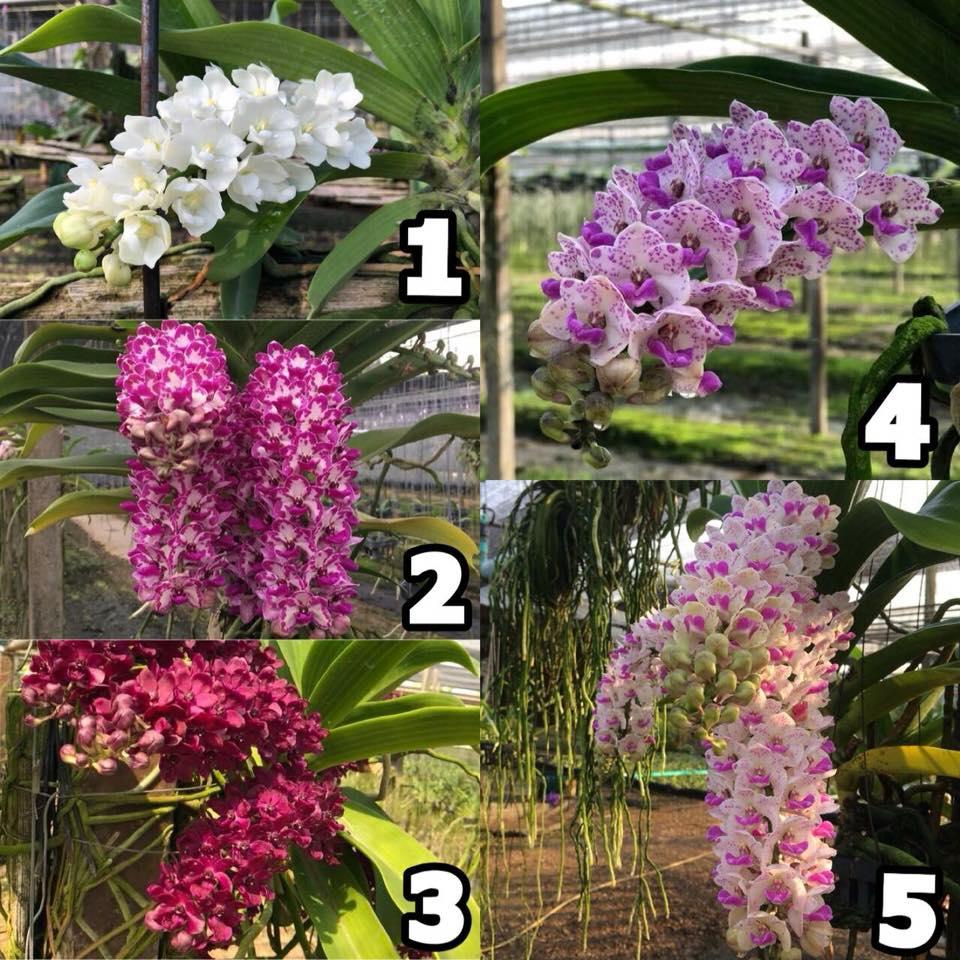 Lan giống Đai Châu Thái (combo 4 cốc 4 màu)