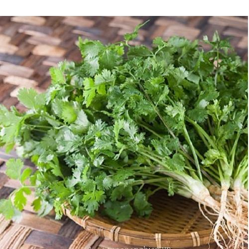 [HCM]Hạt giống ngò bạc liêu PN -PhuNongSeeds