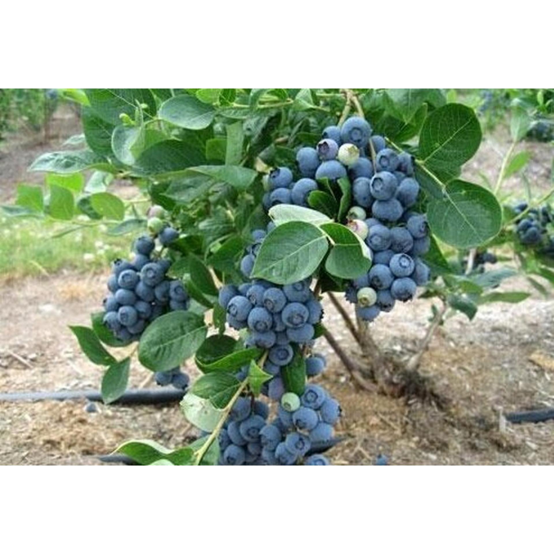 Hạt giống Việt quất (LK)