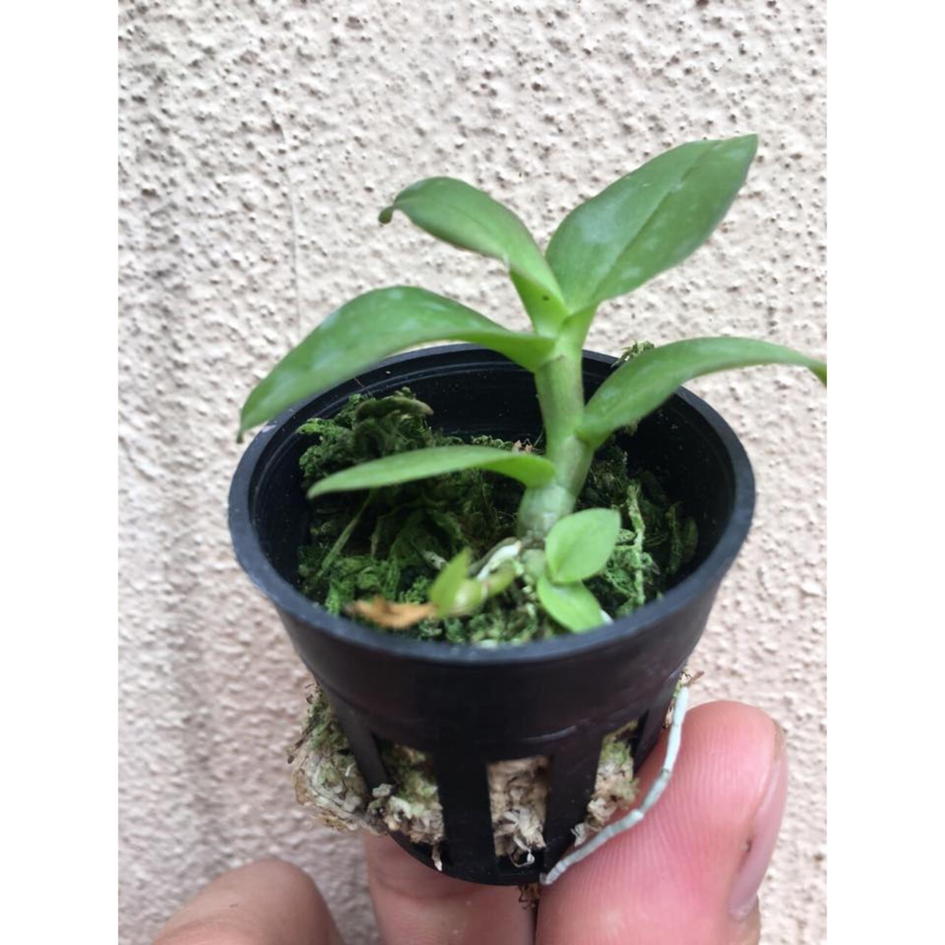 Giả hạc Hawai  Trắng và tím Cốc giống