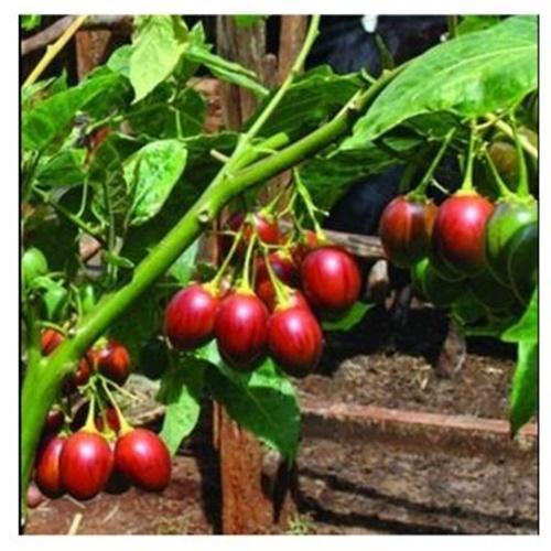 Hạt Giống Cà Chua Thân Gỗ, Túi 10 Hạt.