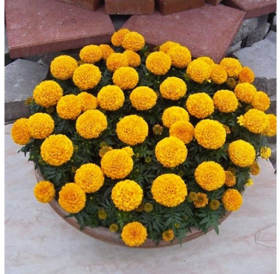 Hạt giống hoa Cúc vạn thọ mỹ
