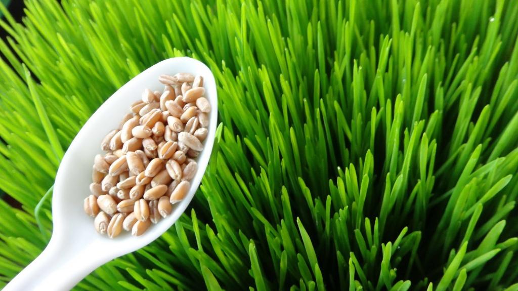 [HCM]Hạt giống Mầm Lúa Mì  WHEATHGASS-KLT 1kg HÀNG CÔNG TY .
