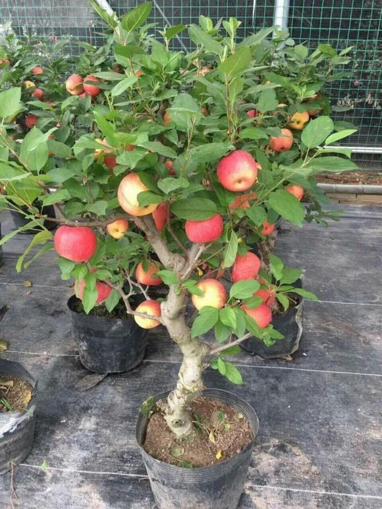 Bộ 2 gói hạt giống táo đỏ lùn (15 hạt/gói)
