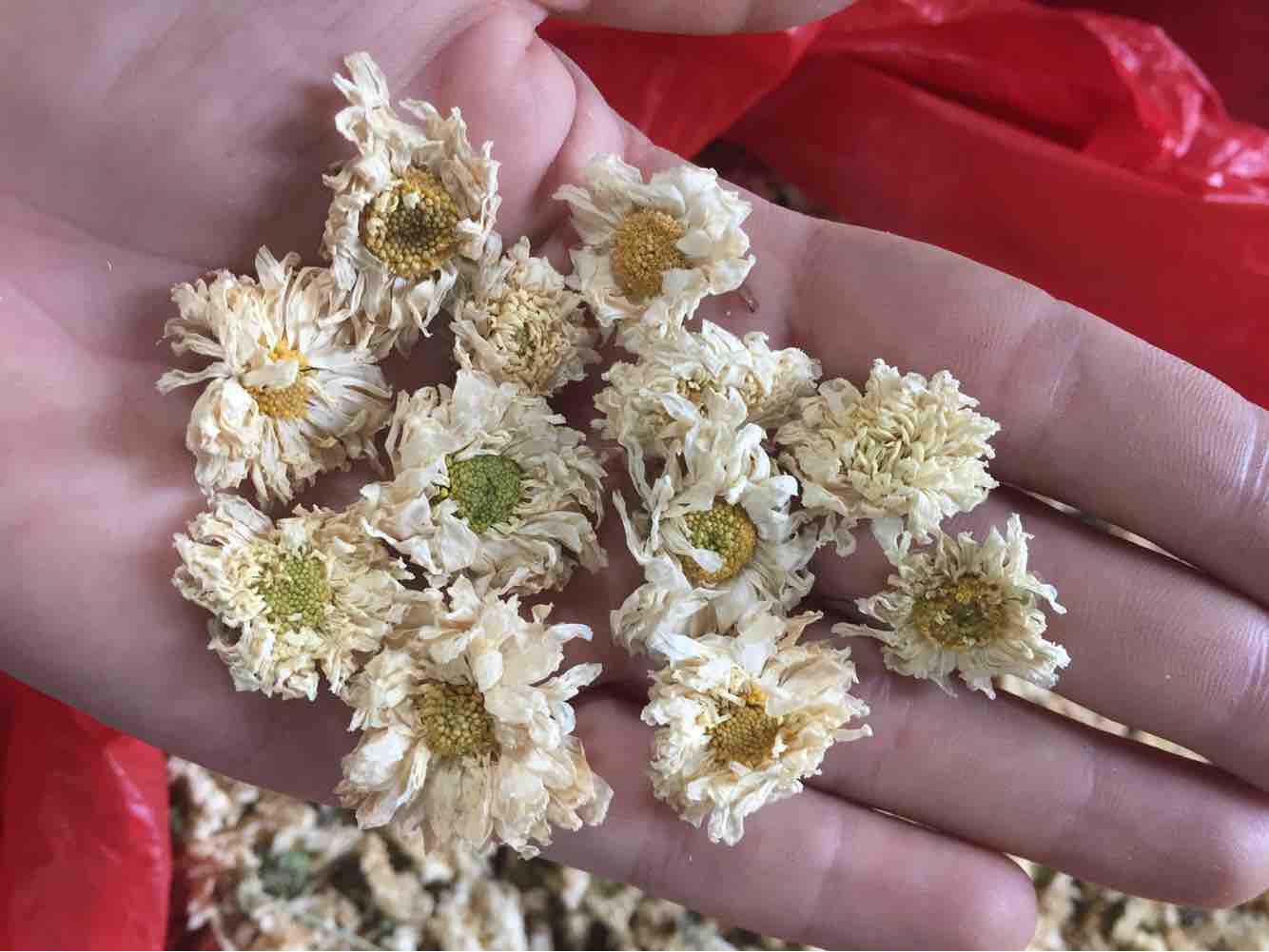 Trà hoa cúc trắng 100g