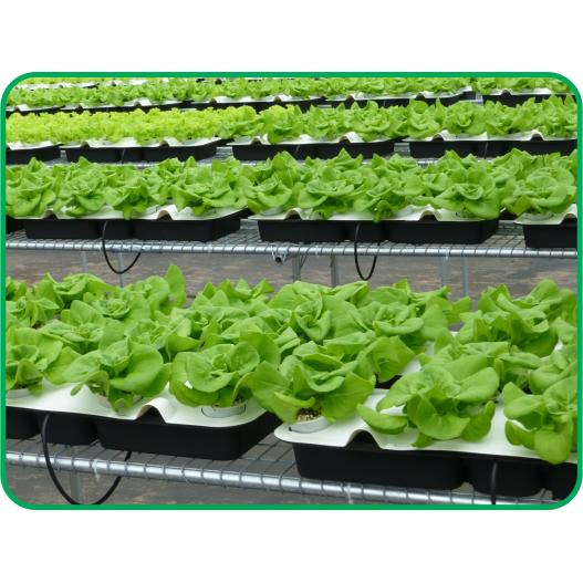 Bộ thùng thủy canh trồng RAU ĂN LÁ - Growbox Leafy (2018)