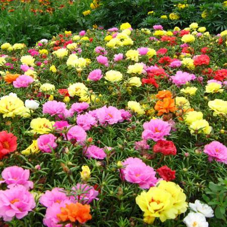 Gói 100 Hạt giống hoa Mười giờ nhiều màu (tặng gói kích nẩy mầm và hướng dẫn)