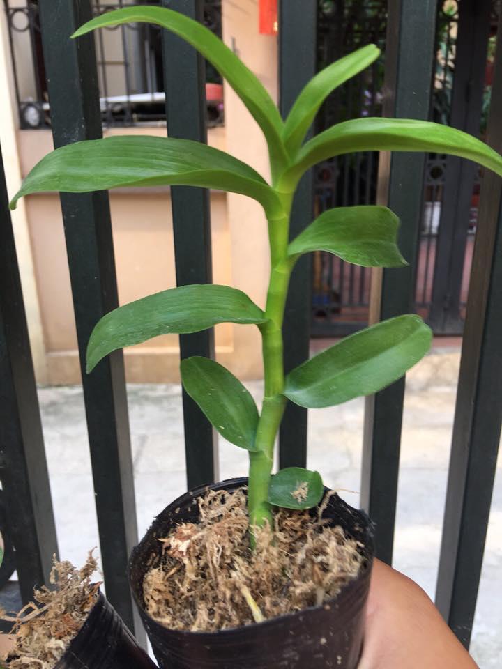 Kie trầm 6 cánh hàng đột biến giống,