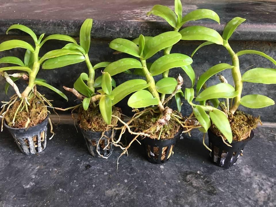 TRẦM RỒNG ĐỎ CÂY GIỐNG