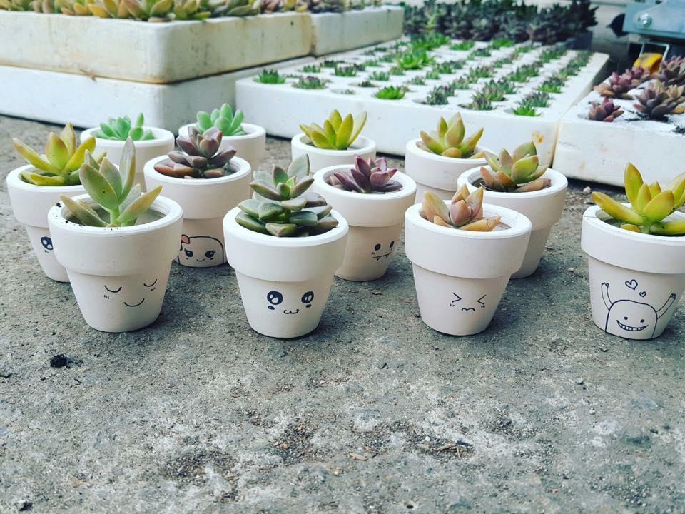Combo 2 chậu sen đá mini siêu cute