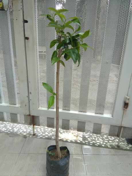 Cây Vối nếp- chiều cao 80cm