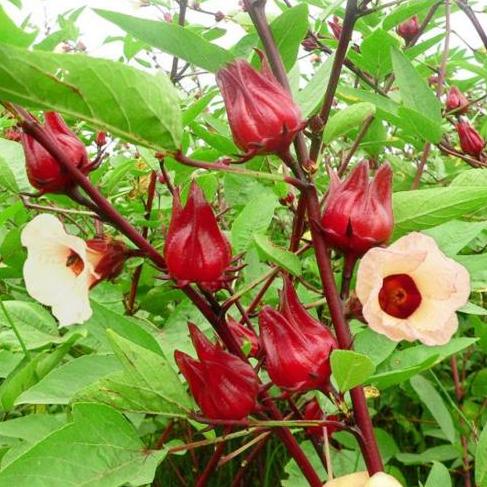 Gói 10 Hạt giống Atiso Đỏ (tặng gói kích nẩy mầm và hướng dẫn)