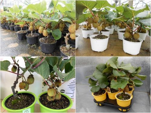 Bộ Hạt Giống Kiwi Lùn Ruột Xanh