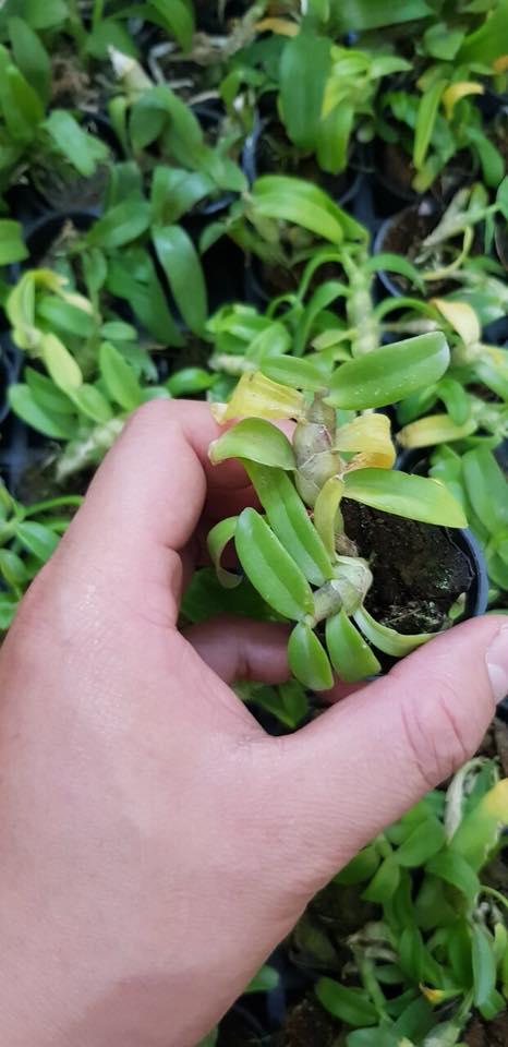 Trầm trắng giống