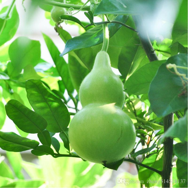 Hạt Giống Bầu Hồ Lô Dễ Trồng