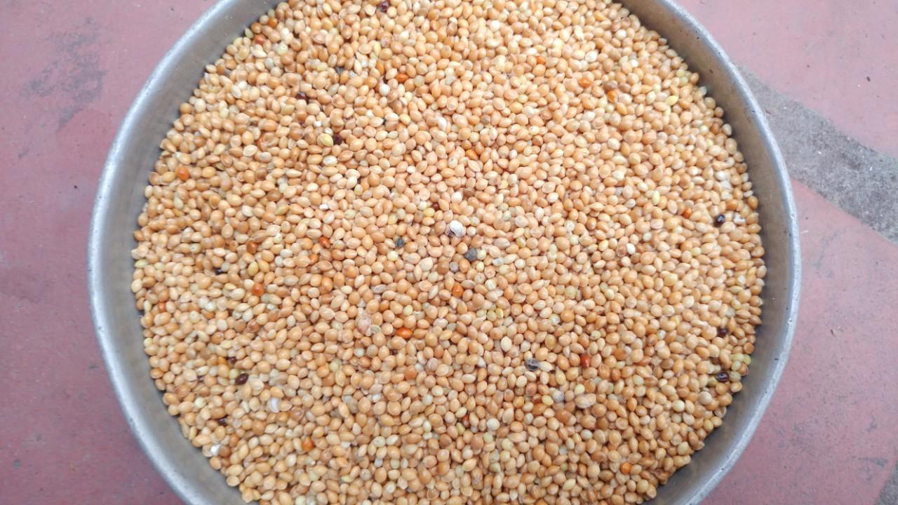 Hạt kê nếp - túi 1kg