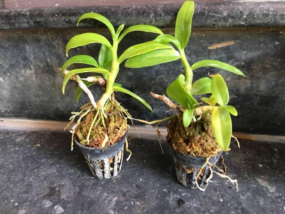 TRẦM RỒNG ĐỎ CÂY GIỐNG