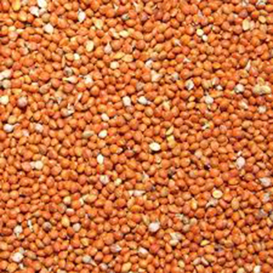 Hạt Kê đỏ 1Kg có vỏ cho yến hót, vẹt....