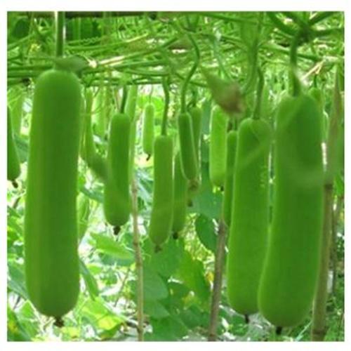 Hạt Giống Bí Đao Chanh Loại Tốt. Túi 10 Hạt