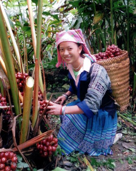 Thảo quả rừng sấy khô 100g loại 1