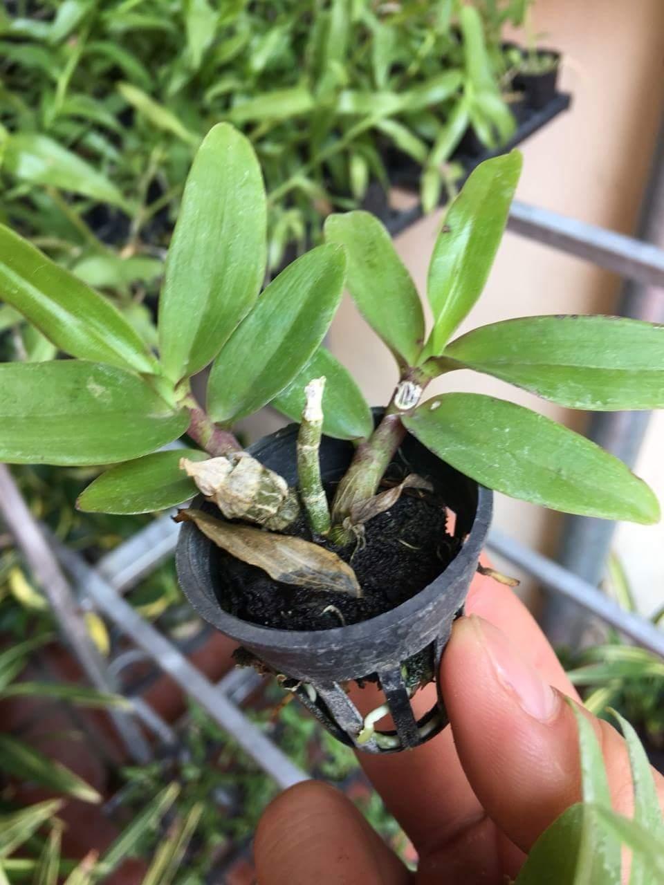 Trầm rừng cốc giống