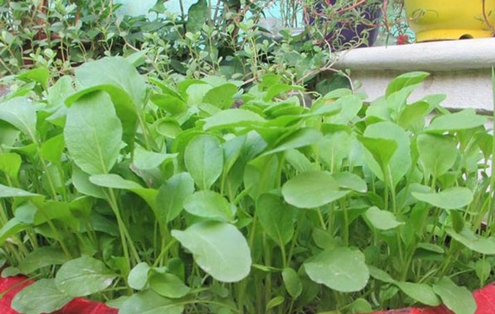 Hạt Giống Cải Ngọt Ăn Non - 10 gr