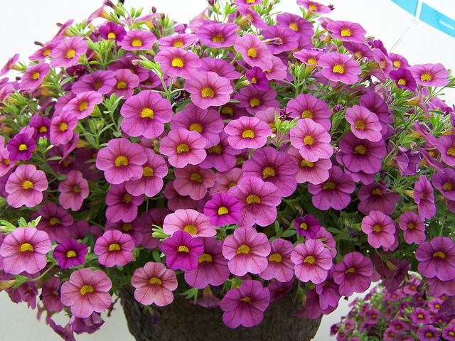 [HCM]hạt giống hoa triệu chuông f1