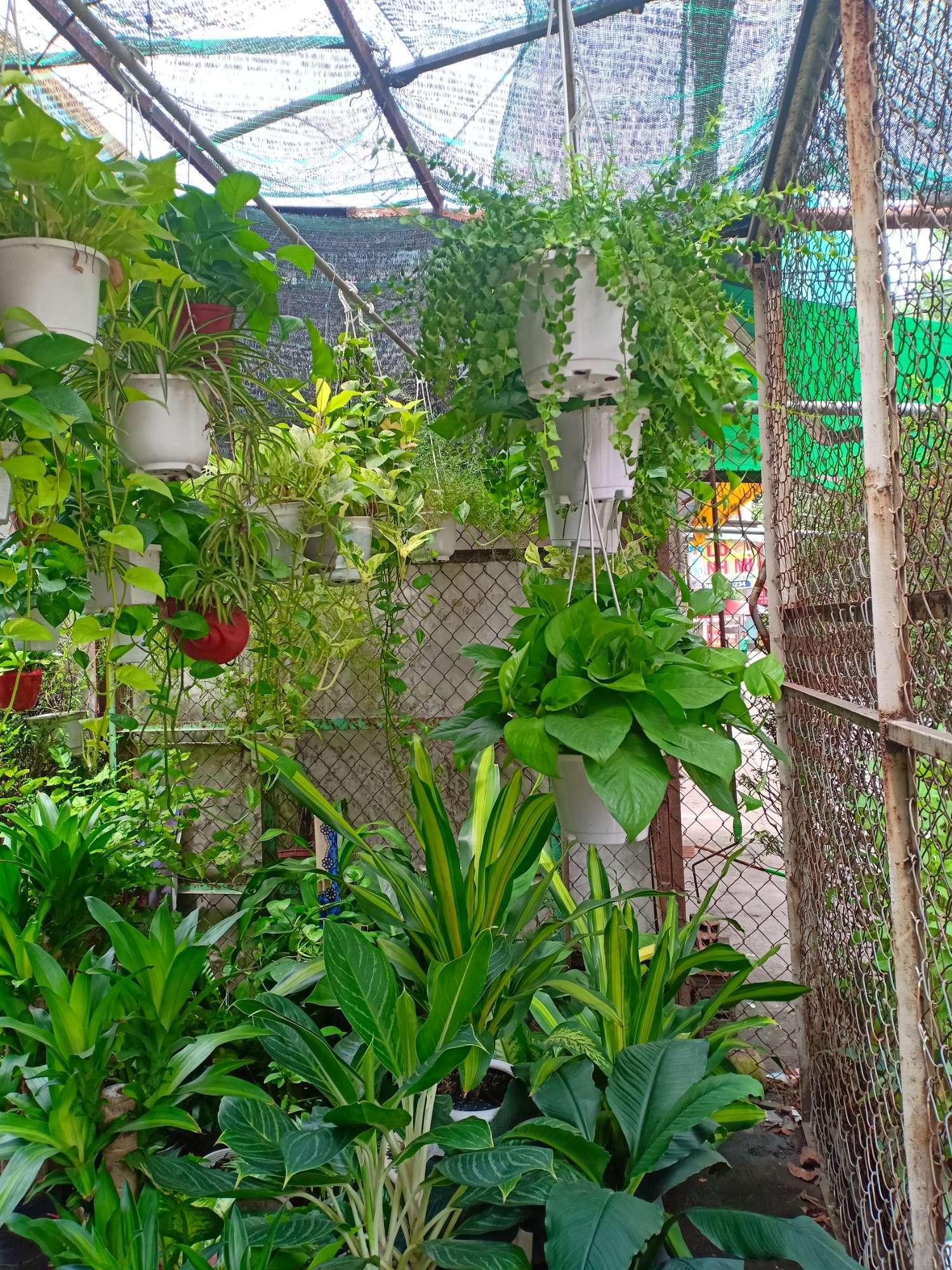 [HCM]Trầu Bà Ta - Trầu Bà Thái Lan