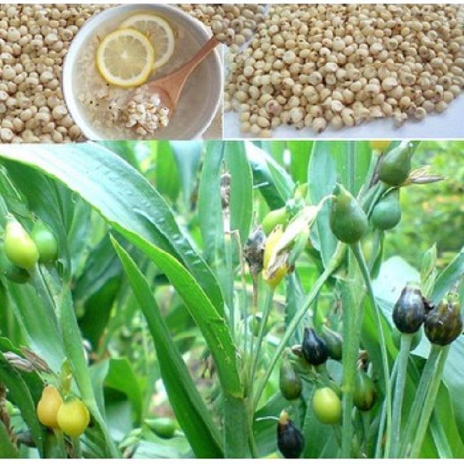 1kg Hạt Ý Dỹ  (bo bo)  Thảo Lộc