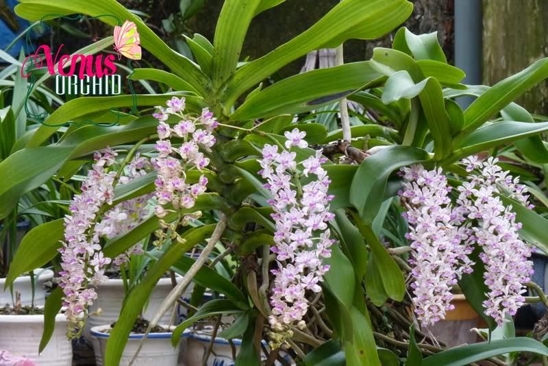 3 packs Package for orchid filter Hai Hai Duong (490g / pack)