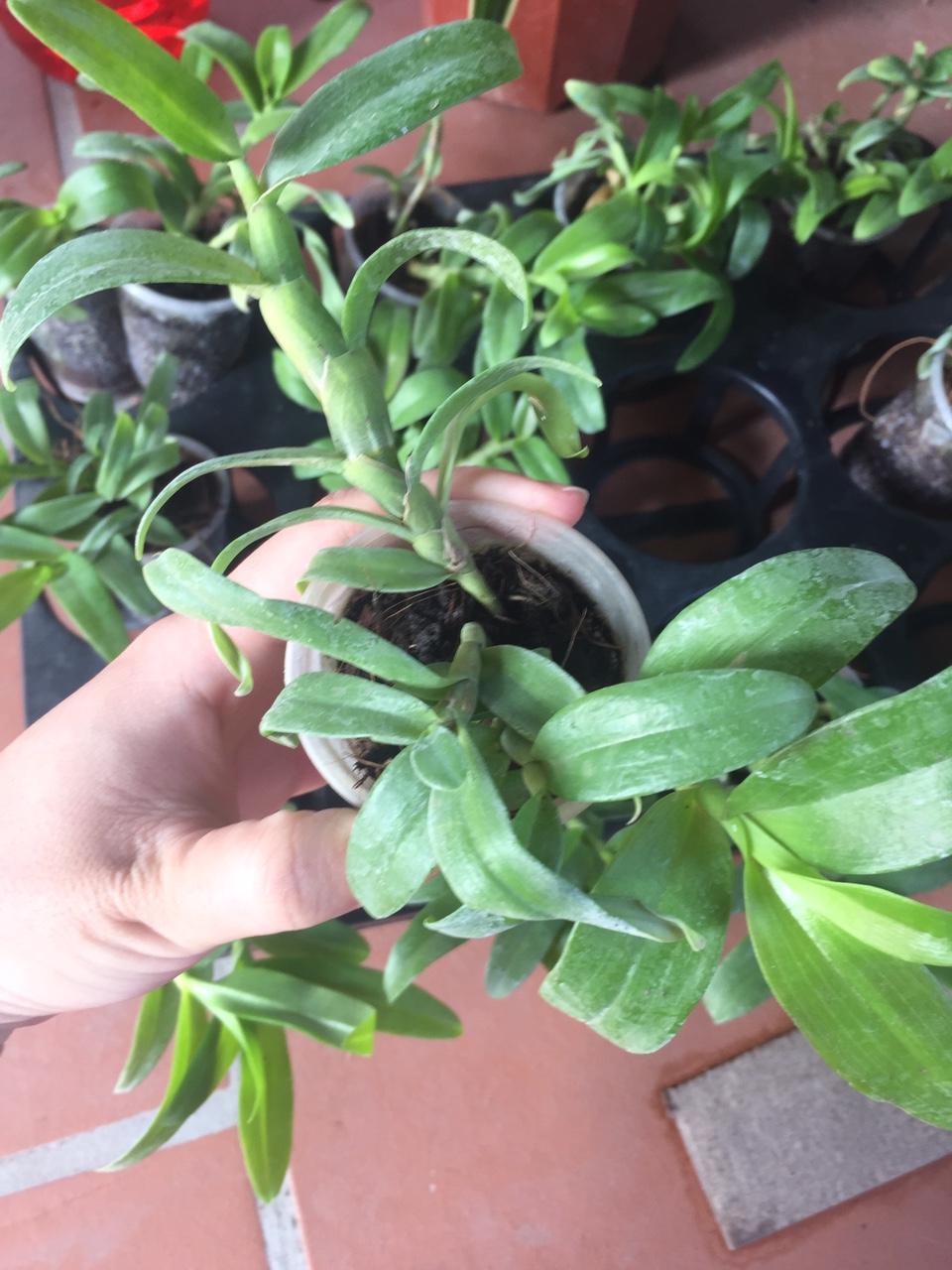 Trầm 5ct họng đỏ