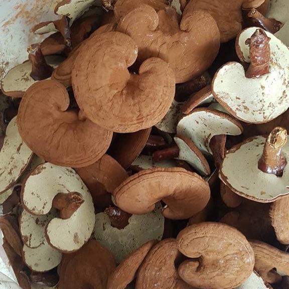 Nấm linh chi đỏ 1kg