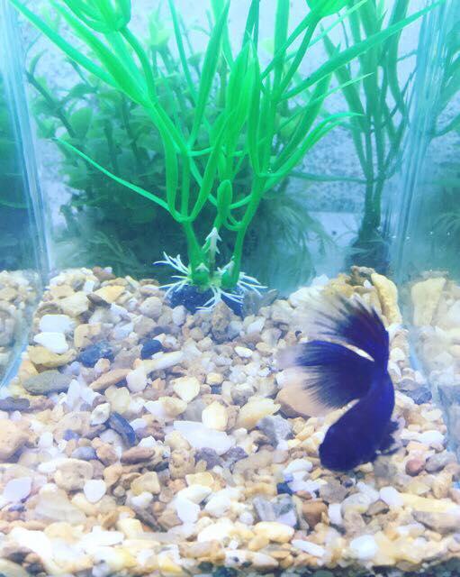 Bể cá betta mini( tặng sỏi nền + thức ăn betta)