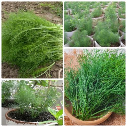 2 gói hạt giống rau thì là bốn mùa