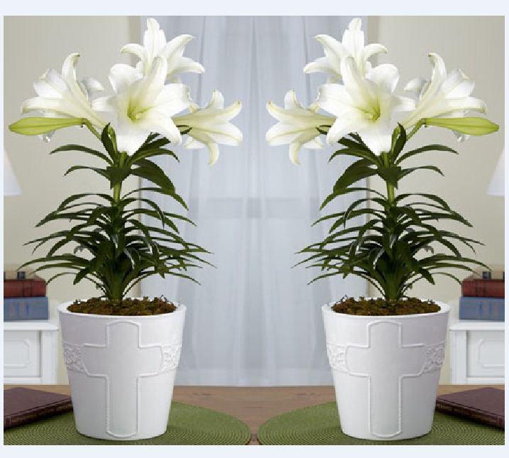 Củ giống hoa ly lùn hoa màu trắng