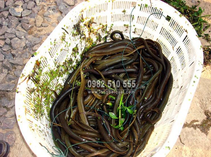 Ống bẫy lươn 45cm x 8.5cm